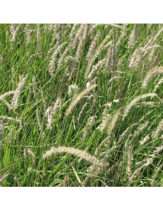 Herbe aux ecouvillons "Incomptum" 2