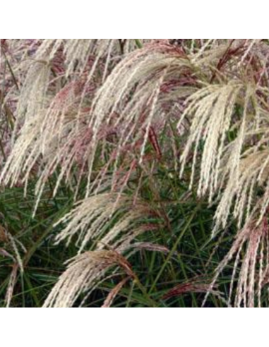 Eulalie Kaskade - Miscanthus Chinensis Kaskade
