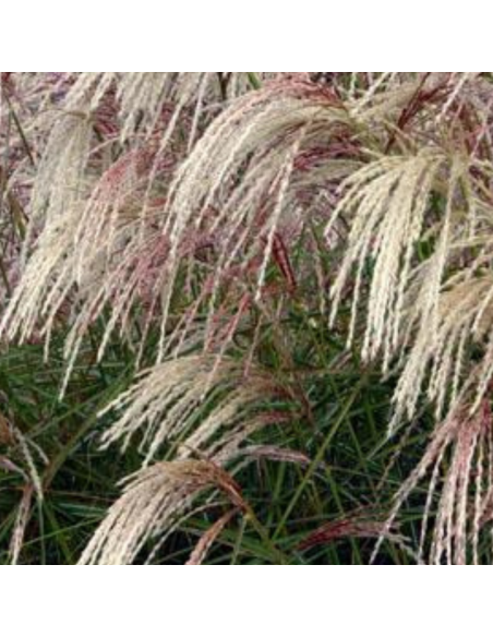 Eulalie Kaskade - Miscanthus Chinensis Kaskade
