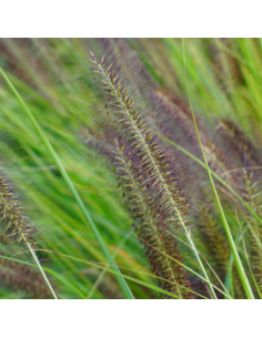 Herbe aux ecouvillons Viridescens - Pennisetum...