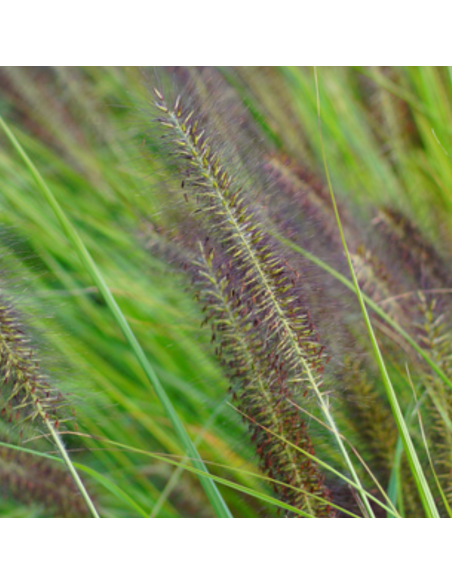 Herbe aux ecouvillons Viridescens - Pennisetum Alopecuroides Viridescens