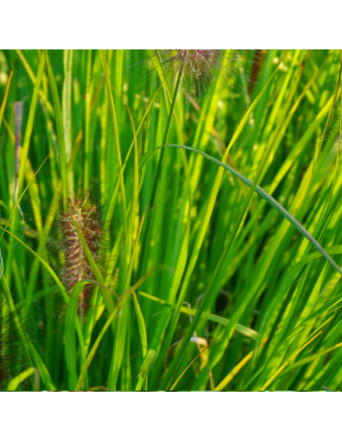 Herbe aux ecouvillons Viridescens - Pennisetum...