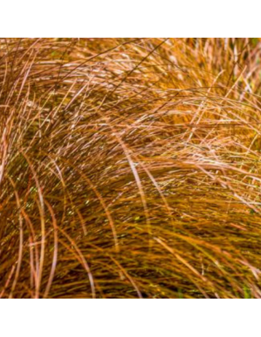 Laîche Bronze Form - Carex Comans Bronze Form
