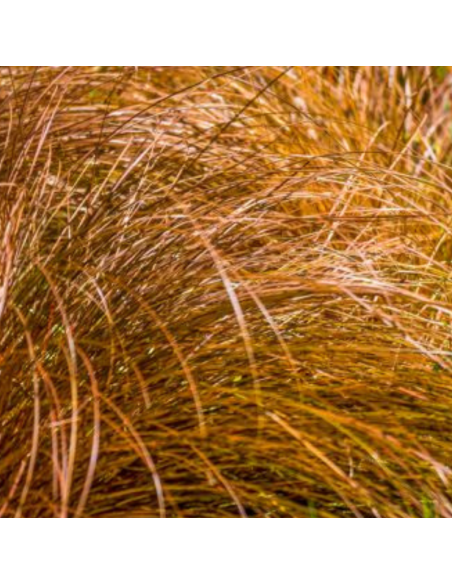 Laîche Bronze Form - Carex Comans Bronze Form