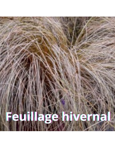 Laîche Bronze Form - Carex Comans Bronze Form