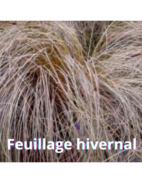 Laîche Bronze Form - Carex Comans Bronze Form