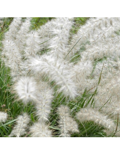 Herbe aux ecouvillons orientale