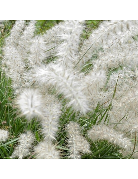 Herbe aux ecouvillons orientale