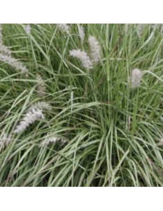 Herbe aux ecouvillons orientale 2