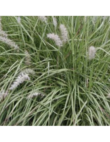 Herbe aux ecouvillons orientale