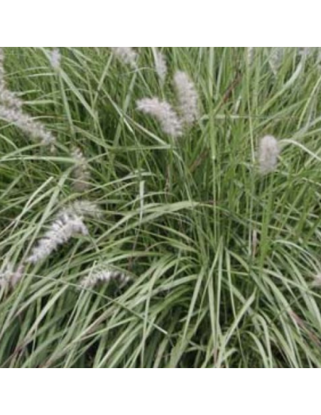 Herbe aux ecouvillons orientale