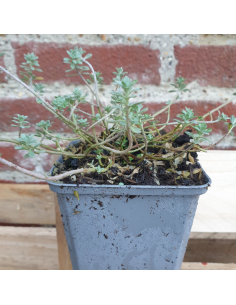 Alysse des montagnes - Alyssum Montanum Berggold