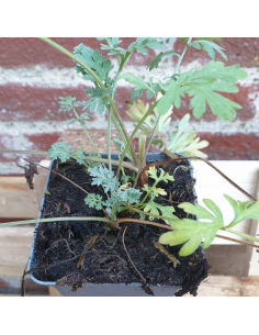 Marguerite d'automne Mary Stoker