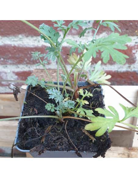 Marguerite d'automne Mary Stoker