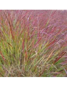 Panic effilé "Squaw"