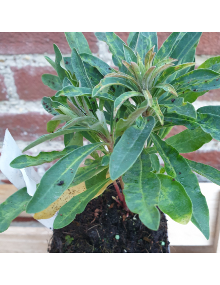 Euphorbe des vallons Forescate