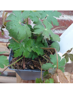 Geranium vivace Spessart