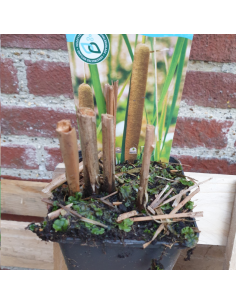 Massette à feuilles étroites - Typha Angustifolia