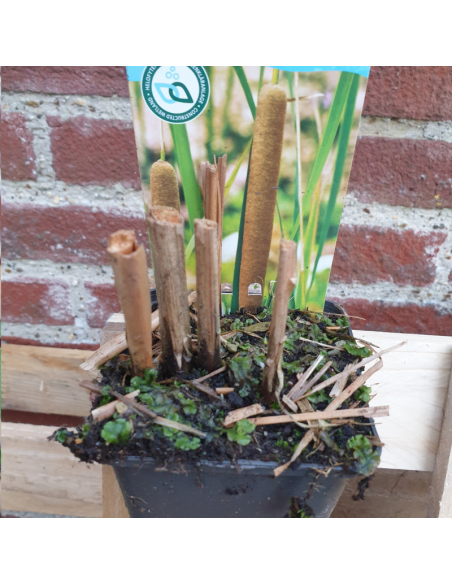 Massette à feuilles étroites - Typha Angustifolia