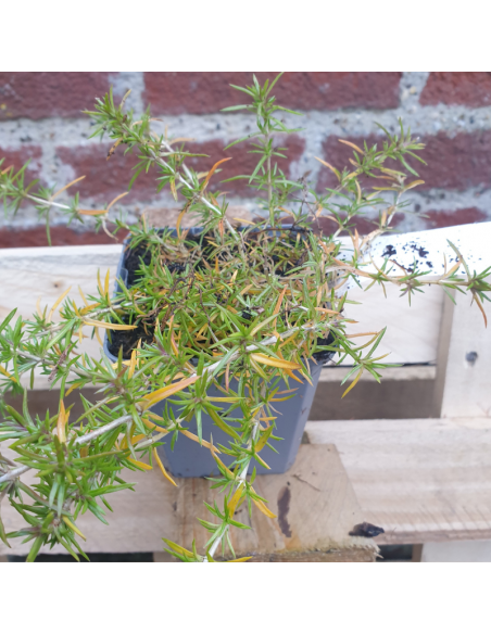 Phlox mousse Candy stripes