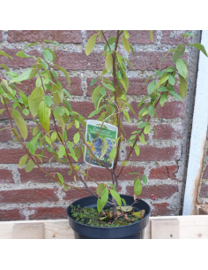 Céanothe caduc Henri Défossé