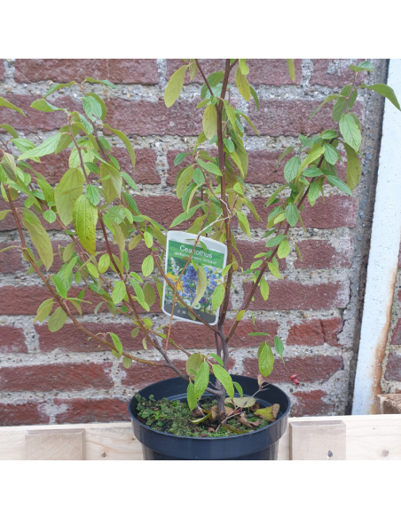 Céanothe caduc Henri Défossé