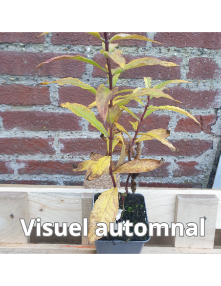 Phlox paniculata Amethyst