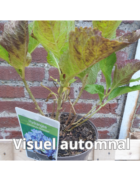 Hortensia Bodensee - Hydrangea Macrophylla Bodensee