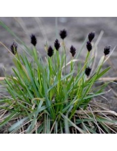 Sesleria heufleriana