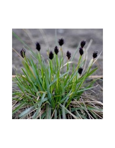 Sesleria heufleriana