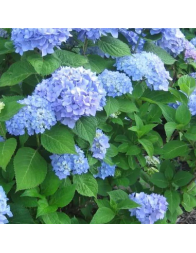 Hortensia Bodensee - Hydrangea Macrophylla...