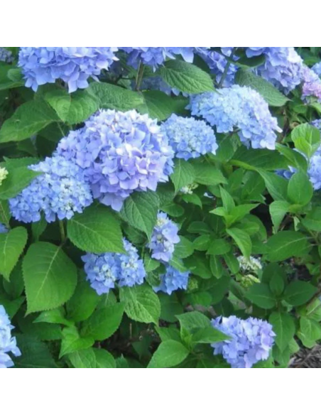 Hortensia Bodensee - Hydrangea Macrophylla Bodensee