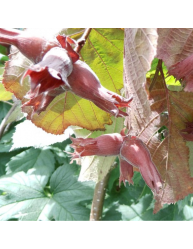 Noisetier pourpre - Corylus Maxima Purpurea