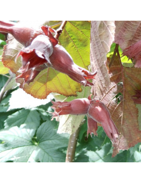 Noisetier pourpre - Corylus Maxima Purpurea