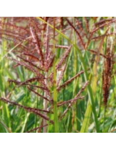 Eulalie Punktchen - Miscanthus Sinensis 2