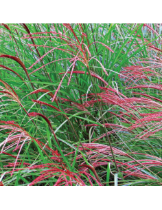 Eulalie Flamingo - Miscanthus Sinensis