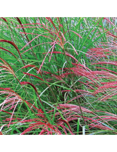 Eulalie Flamingo - Miscanthus Sinensis