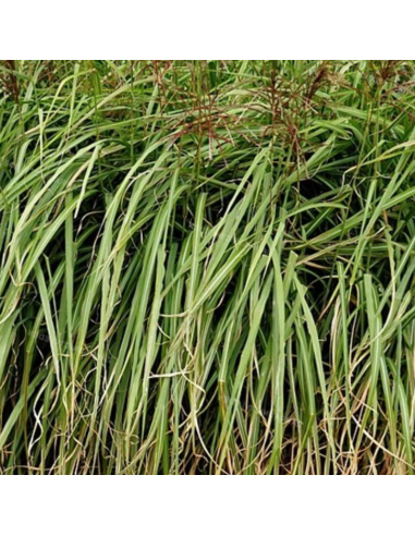 Eulalie Flamingo - Miscanthus Sinensis