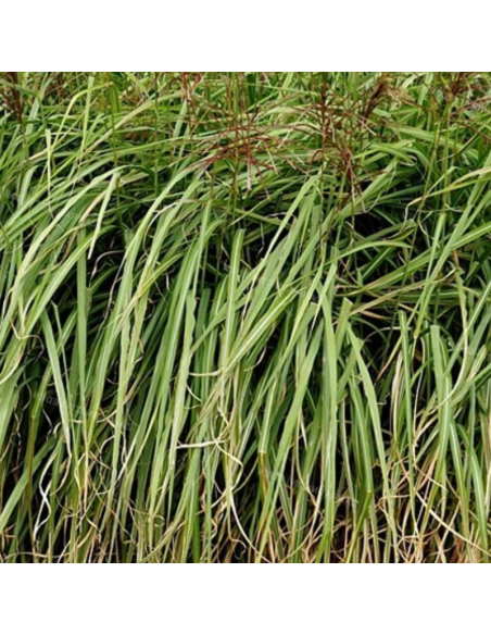 Eulalie Flamingo - Miscanthus Sinensis