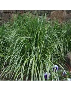 Calamagrostis Overdam 2