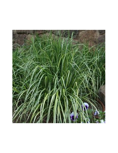 Calamagrostide "Overdam"