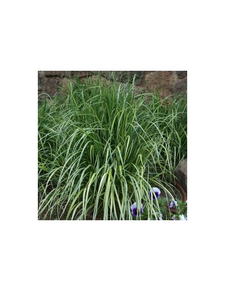 Calamagrostide "Overdam"