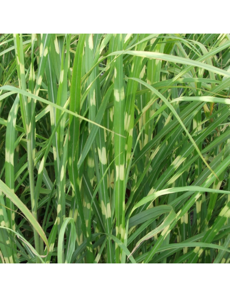 Eulalie Zebrinus - Miscanthus Sinensis