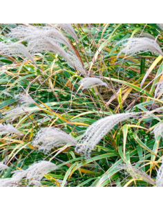 Eulalie Zebrinus - Miscanthus Sinensis 2