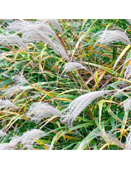 Eulalie Zebrinus - Miscanthus Sinensis