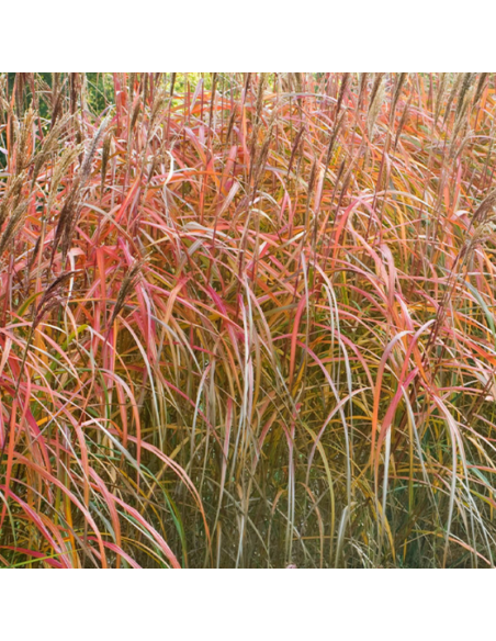 Eulalie Malepartus - Miscanthus Sinensis