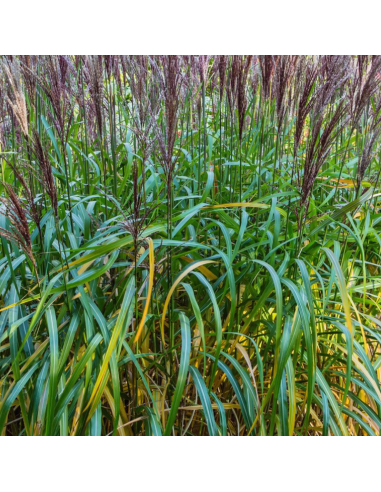 Eulalie Malepartus - Miscanthus Sinensis