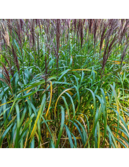 Eulalie Malepartus - Miscanthus Sinensis