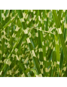 Eulalie Strictus - Miscanthus Sinensis