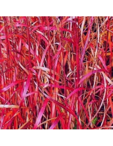 Eulalie Ghana - Miscanthus Sinensis